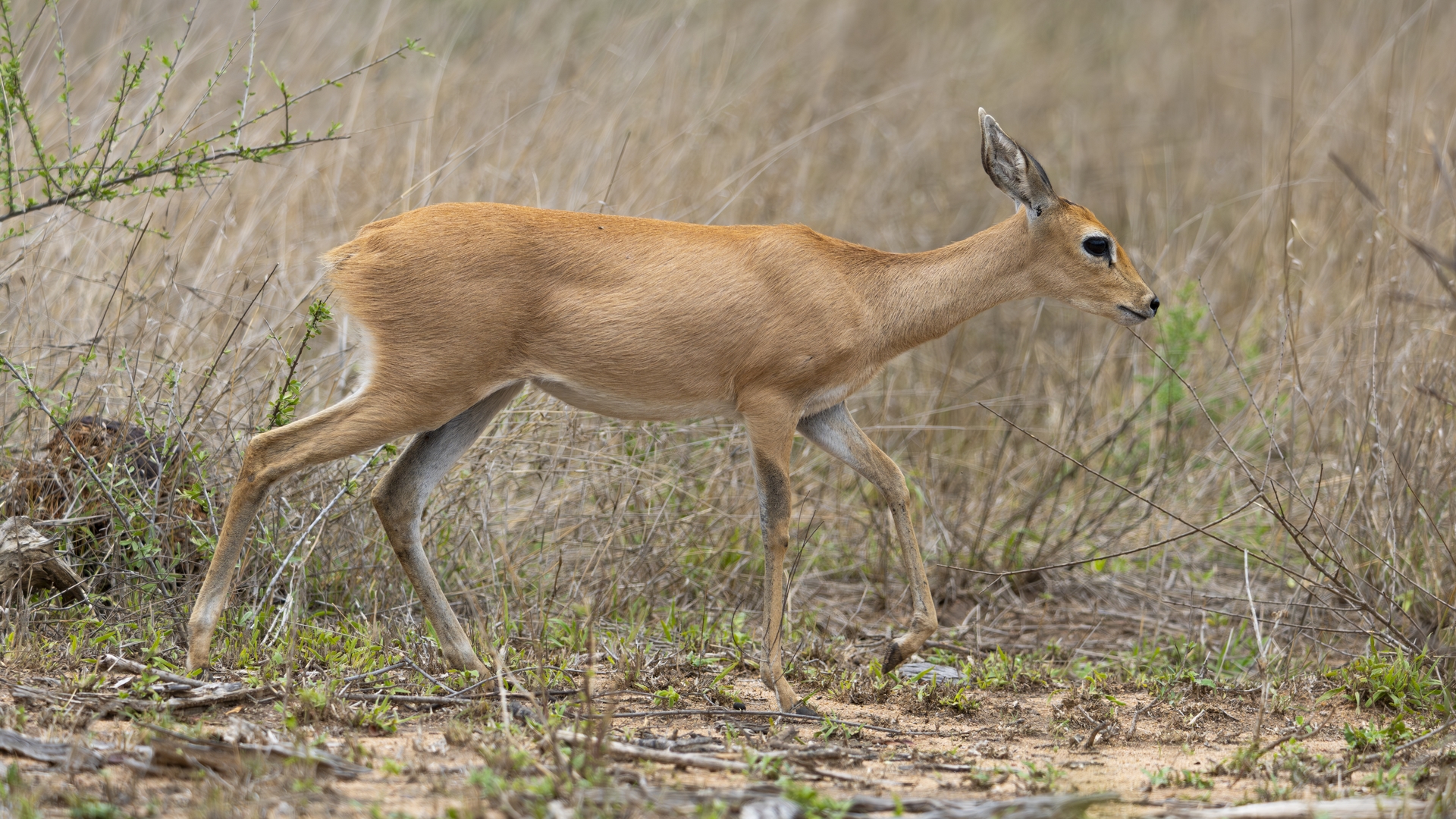 Kruger25 2025 10 31 12 01 20 ILCE 1M2 1122